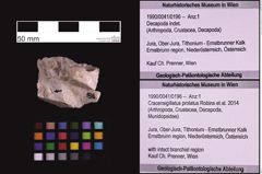 Foto (Objekt + Etiketten) von Cracensigillatus prolatus (Robins et al., 2014) (NHMW-GEO-1990-0041-0196)